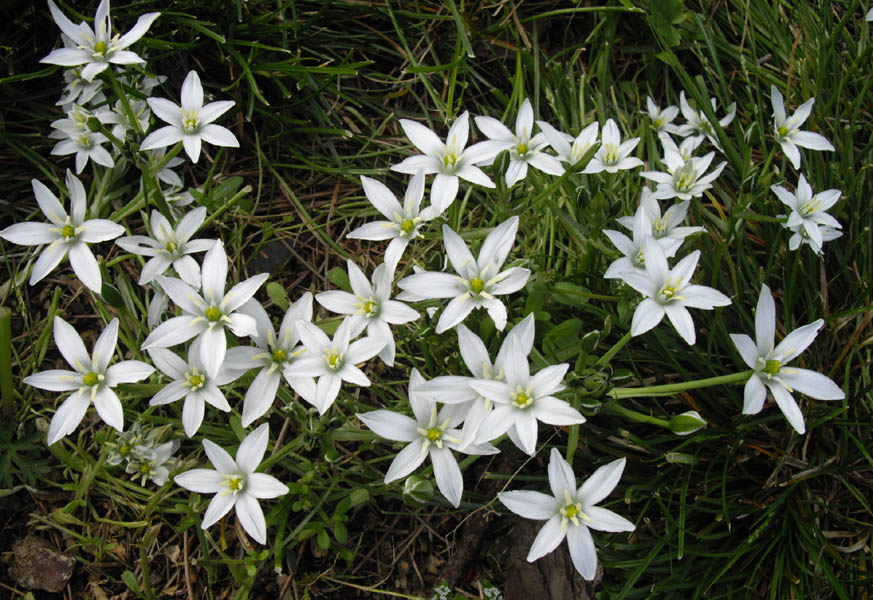 Ornithogalum umbellatum photo